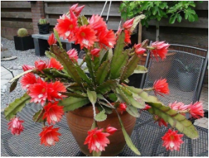 Почему не цветет декабрист?